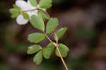 Eastern false rue anemone